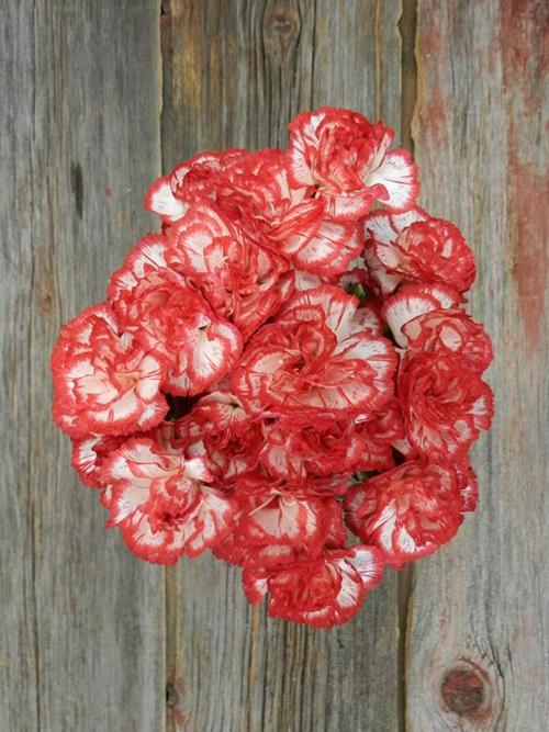 MINUETTO BI-COLOR RED/WHITE MINI CARNATIONS